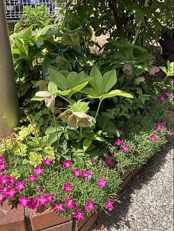 以前植えたお花がきれいに咲いてます。来年も楽しみです