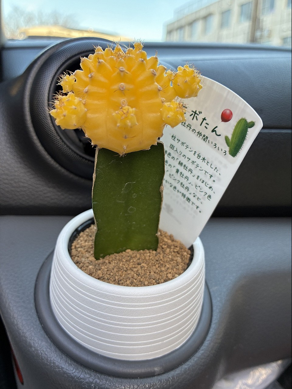 私のラッキーカラー🟡サボテンちゃん🌵なんだかみてるとほっこりします笑ありがとう💕