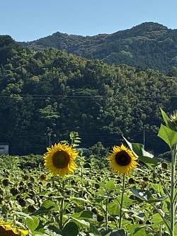 初めてのお客様とひまわりを見に行きました。とても楽しいひとときでした。ありがとうございました
