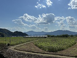 ひまわりが終わってました。５月中ぐらいまでがきれいだったようです。暑かったですが風が気持ちよかったです