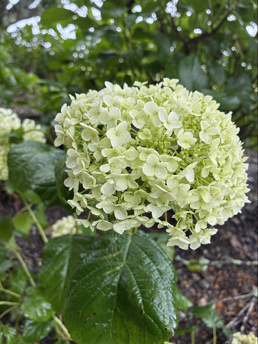 休日に☂️紫陽花見に行きました✨いろんな紫陽花きれいです