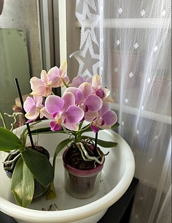 きれいな✨✨お世話がいきとどいてます。半年も咲いてくれてるらしい。私も楽しませていただきました