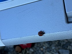 てんとう虫🐞いいことありそう✨✨